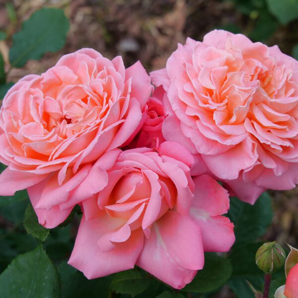 REMINISCENT™ Coral Rosa - Shrub