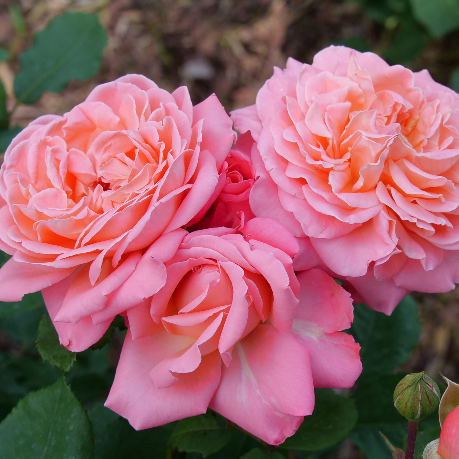 REMINISCENT™ Coral Rosa - Garden Crossings