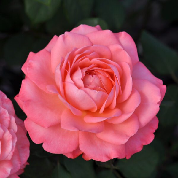 REMINISCENT™ Coral Rosa - Shrub