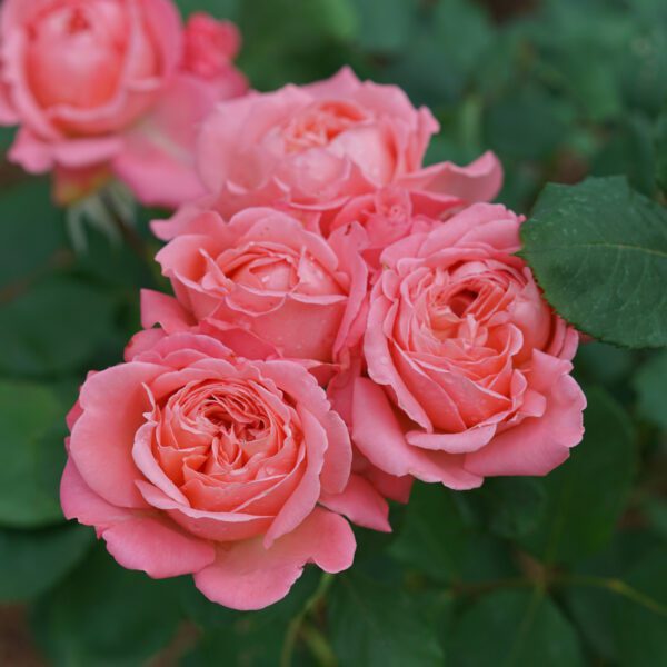 REMINISCENT™ Coral Rosa - Shrub