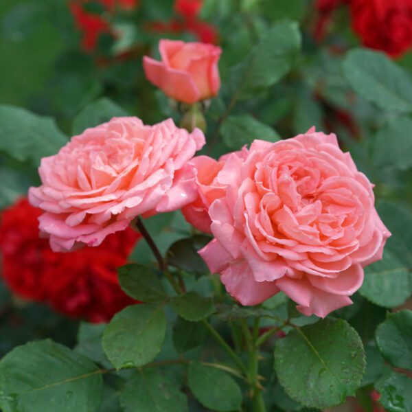 REMINISCENT™ Coral Rosa - Shrub