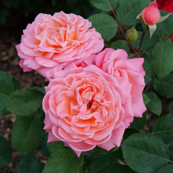 REMINISCENT™ Coral Rosa - Shrub