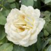REMINISCENT™ Crema Rosa - Shrub