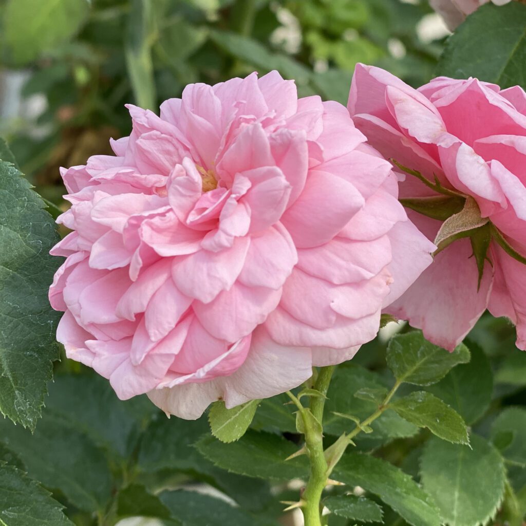 REMINISCENT™ Pink Rosa - Shrub