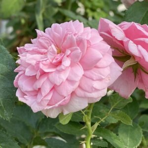 REMINISCENT™ Pink Rosa - Shrub