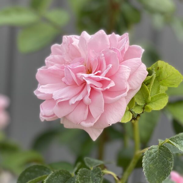 REMINISCENT™ Pink Rosa - Shrub