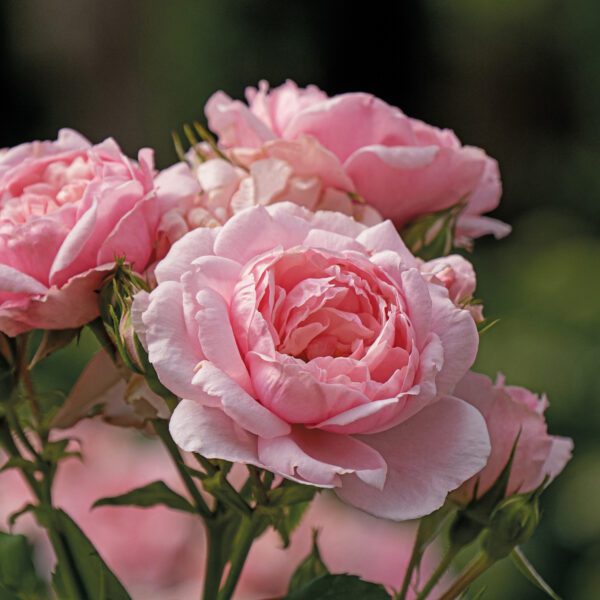 REMINISCENT™ Pink Rosa - Shrub