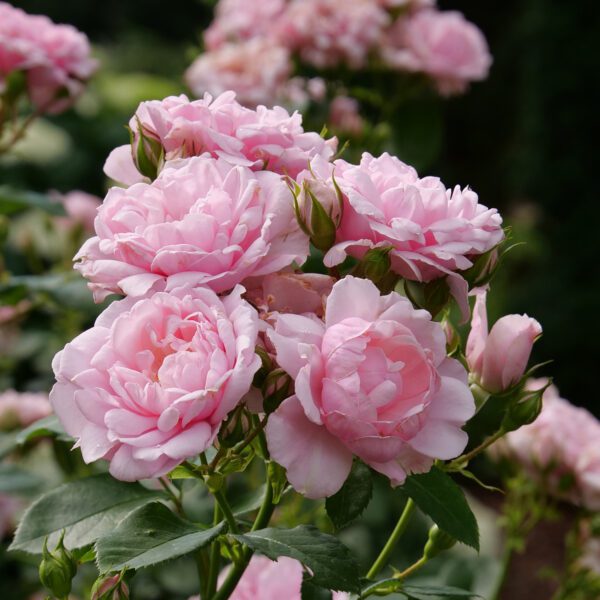 REMINISCENT™ Pink Rosa - Shrub