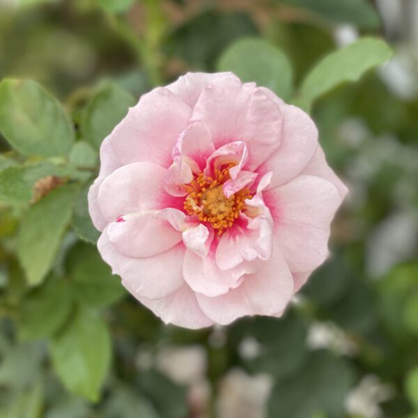 RINGO® Double Pink Rosa - Shrub