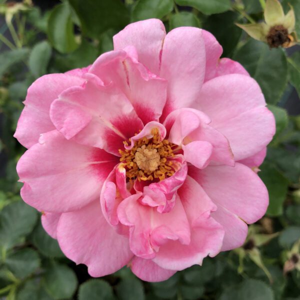 RINGO® Double Pink Rosa - Shrub