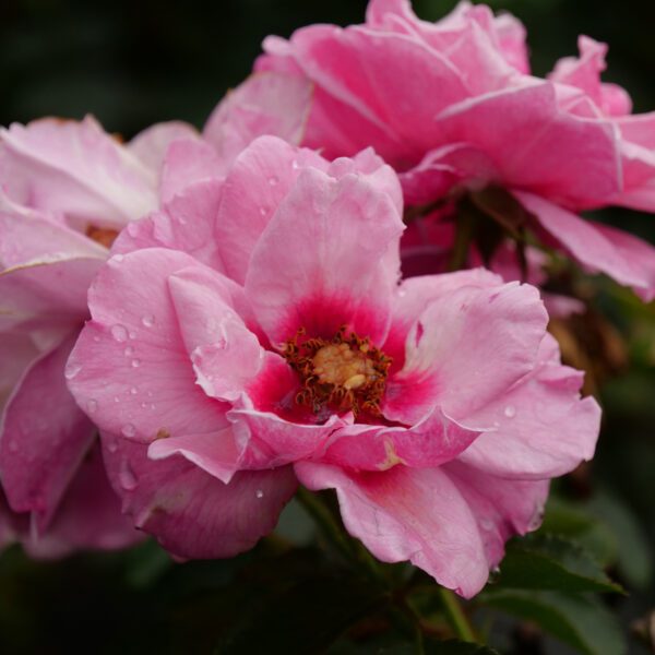 RINGO® Double Pink Rosa - Shrub