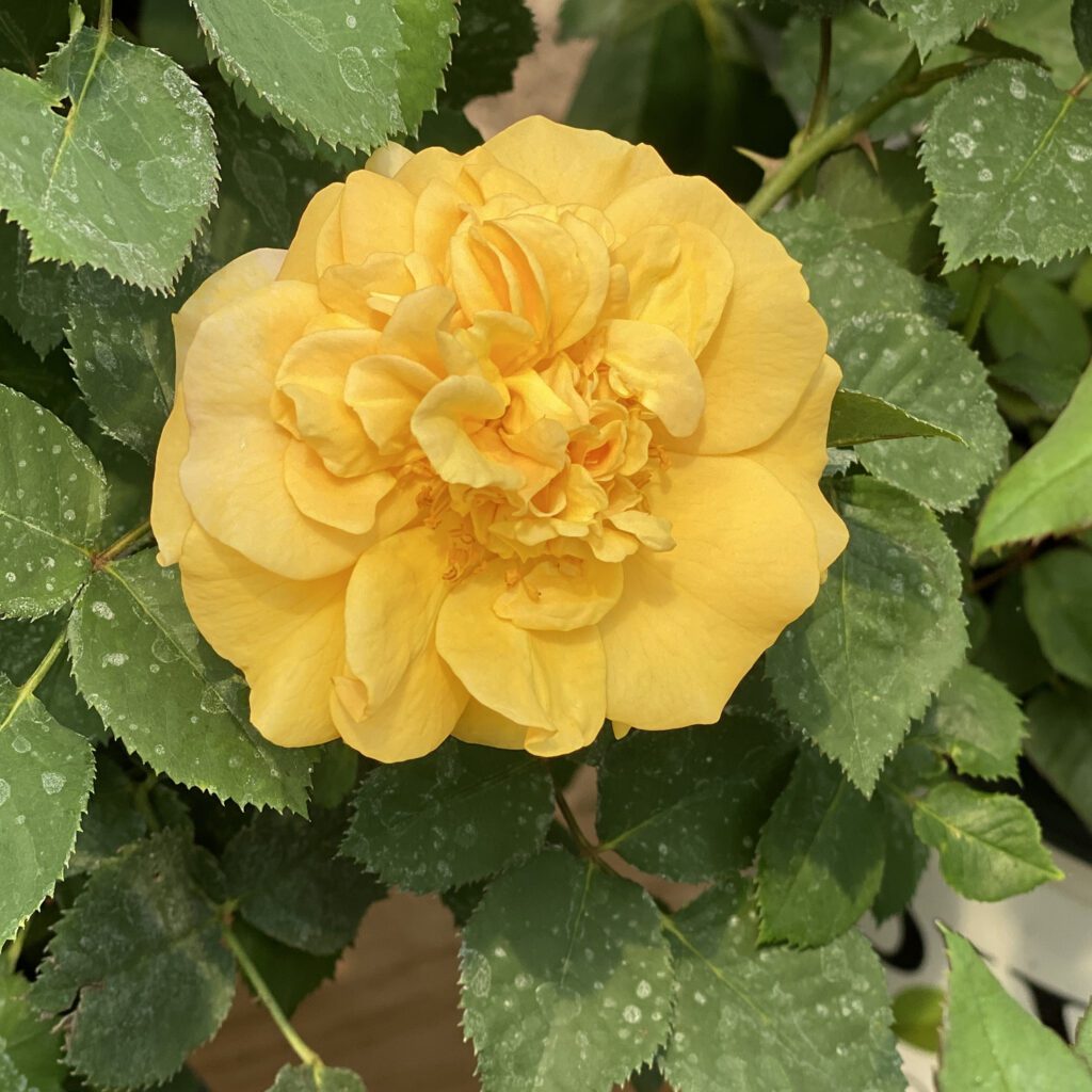 RISE UP AMBERNESS™ Rosa - Shrub