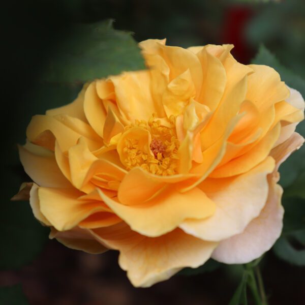 RISE UP AMBERNESS™ Rosa - Shrub