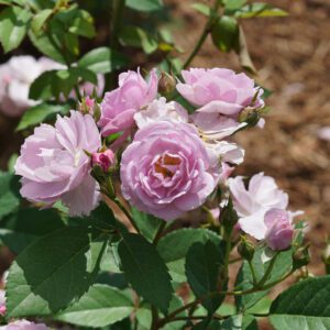 RISE UP LILAC DAYS™ Rosa - Shrub