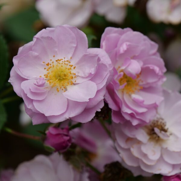 RISE UP LILAC DAYS™ Rosa - Shrub