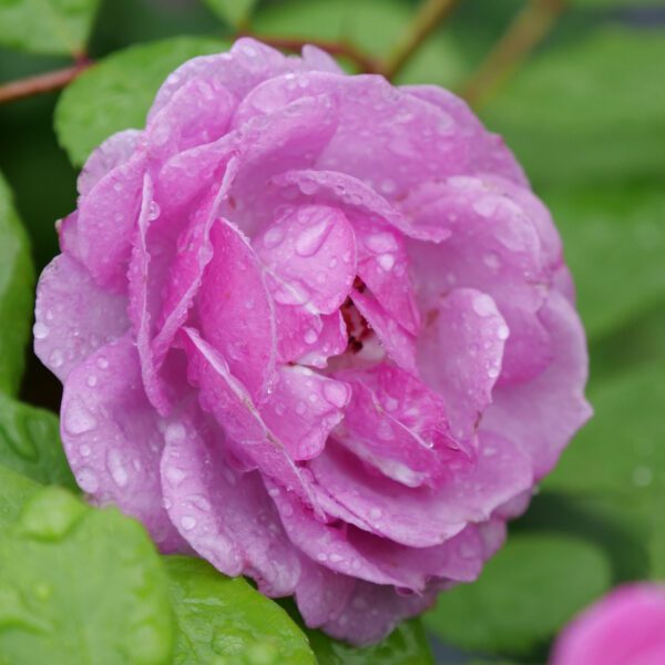 RISE UP LILAC DAYS™ Rosa - Shrub