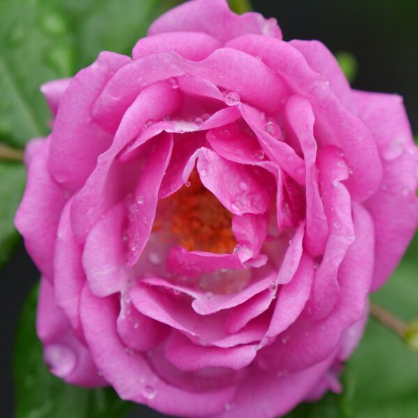 RISE UP LILAC DAYS™ Rosa - Shrub