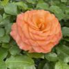 SUNORITA® Rose - Shrub