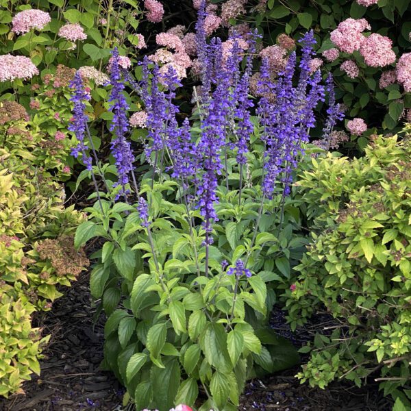 ROCKIN® PLAYIN THE BLUES® Salvia - Annual