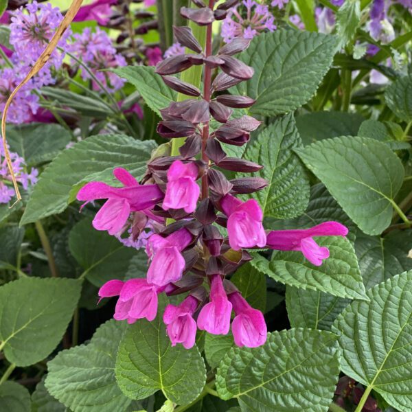 UNPLUGGED® Pink™ Salvia - Annual