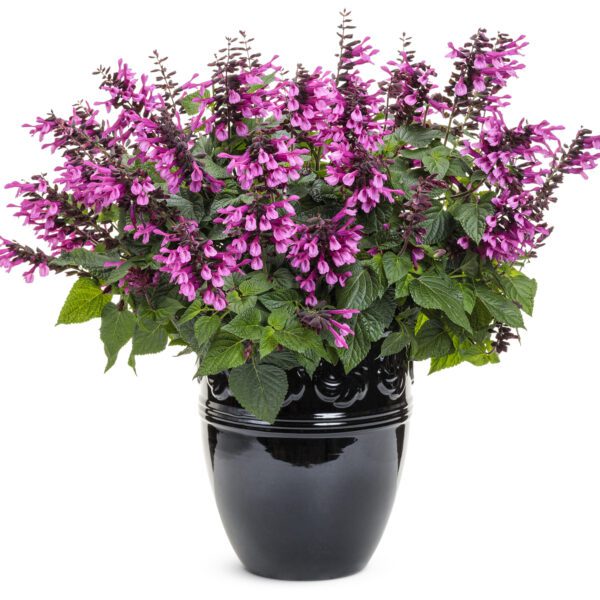 UNPLUGGED® Pink™ Salvia - Annual