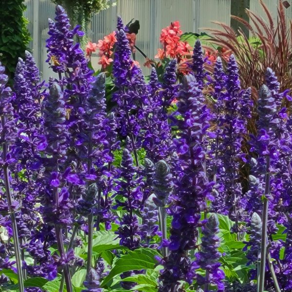 UNPLUGGED™ SO BLUE™ Salvia - Annual