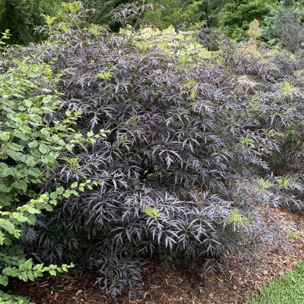 BLACK LACE® Sambucus - Shrub