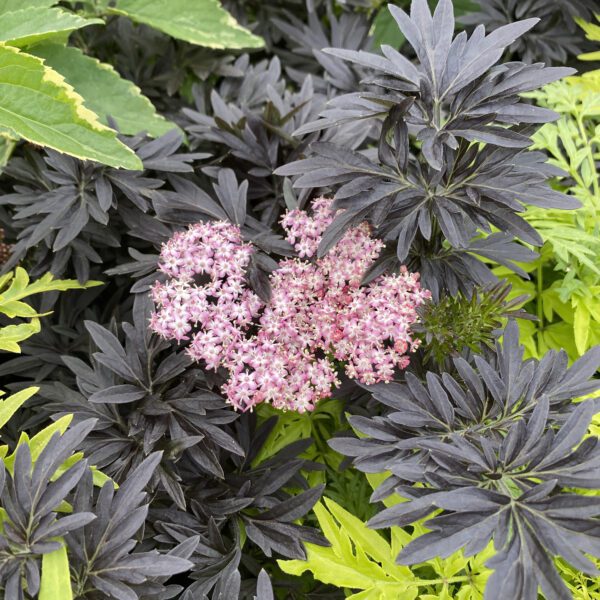 LACED UP® Sambucus - Shrub