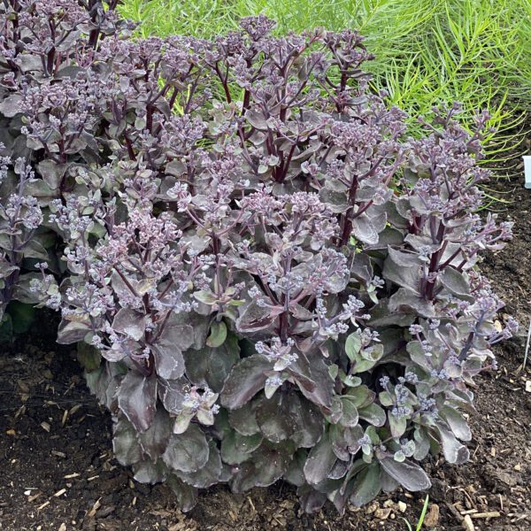 Sedum ROCK N GROW® Back in Black - Perennial