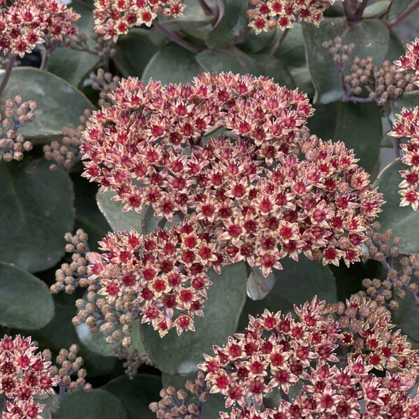 Sedum ROCK N GROW® Back in Black - Perennial