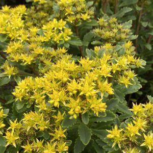 ROCK N ROUND™ Bright Idea Sedum - Perennial