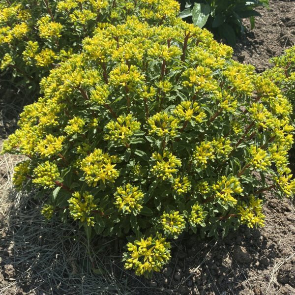 ROCK N ROUND™ Bright Idea Sedum - Perennial