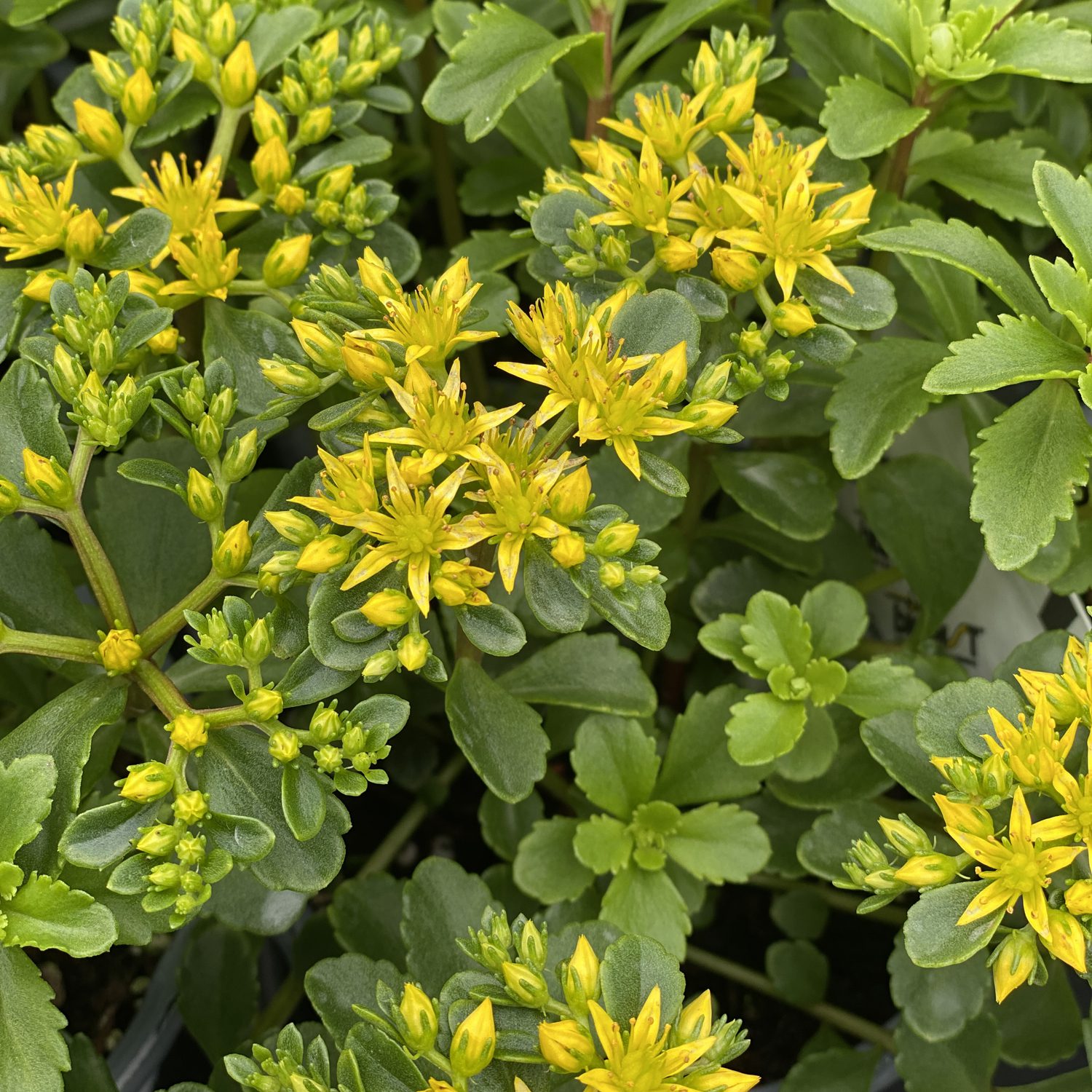 ROCK N ROUND™ Bright Idea Sedum - Perennial