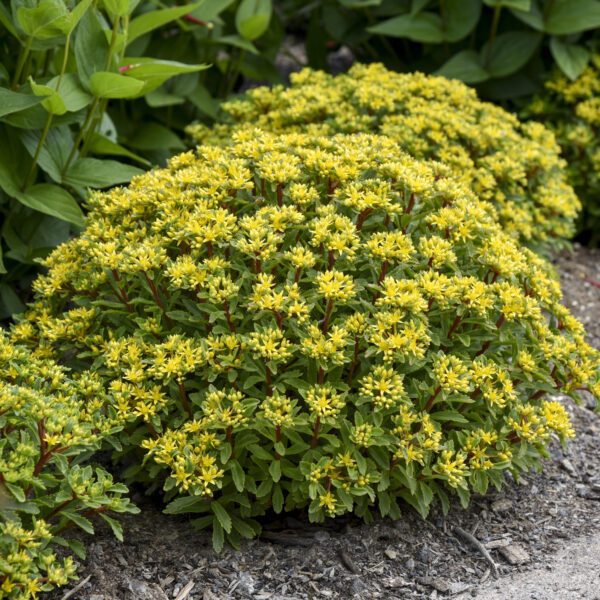 ROCK N ROUND™ Bright Idea Sedum - Perennial