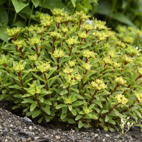 ROCK N ROUND™ Bright Idea Sedum - Perennial