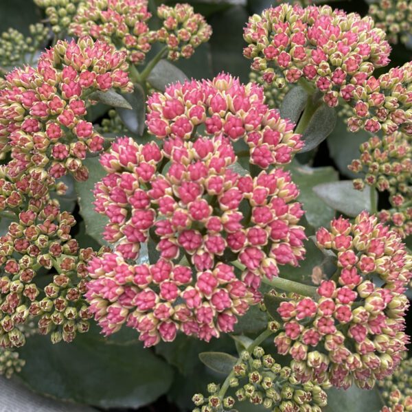 Sedum ROCK N GROW® Coraljade - Perennial