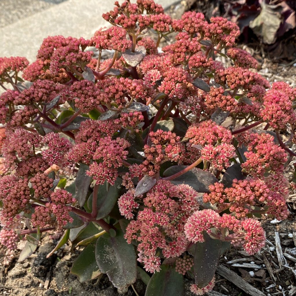 ROCK N GROW® Tiramisu Sedum - Perennial