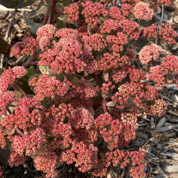 ROCK N GROW® Tiramisu Sedum - Perennial