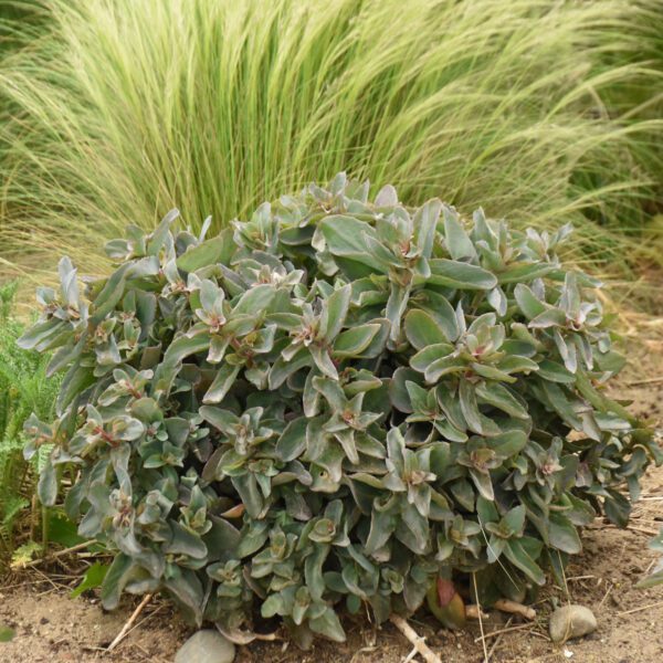 ROCK N GROW® Tiramisu Sedum - Perennial