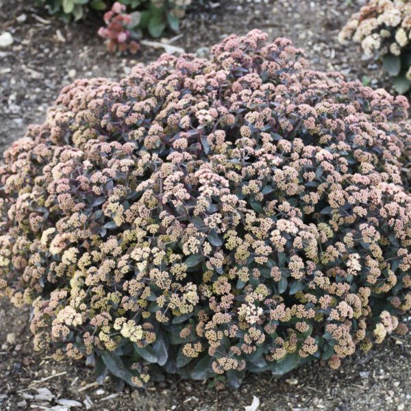 ROCK N GROW® Tiramisu Sedum - Perennial