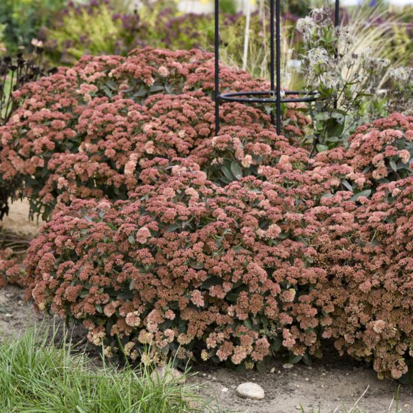 ROCK N GROW® Tiramisu Sedum - Perennial