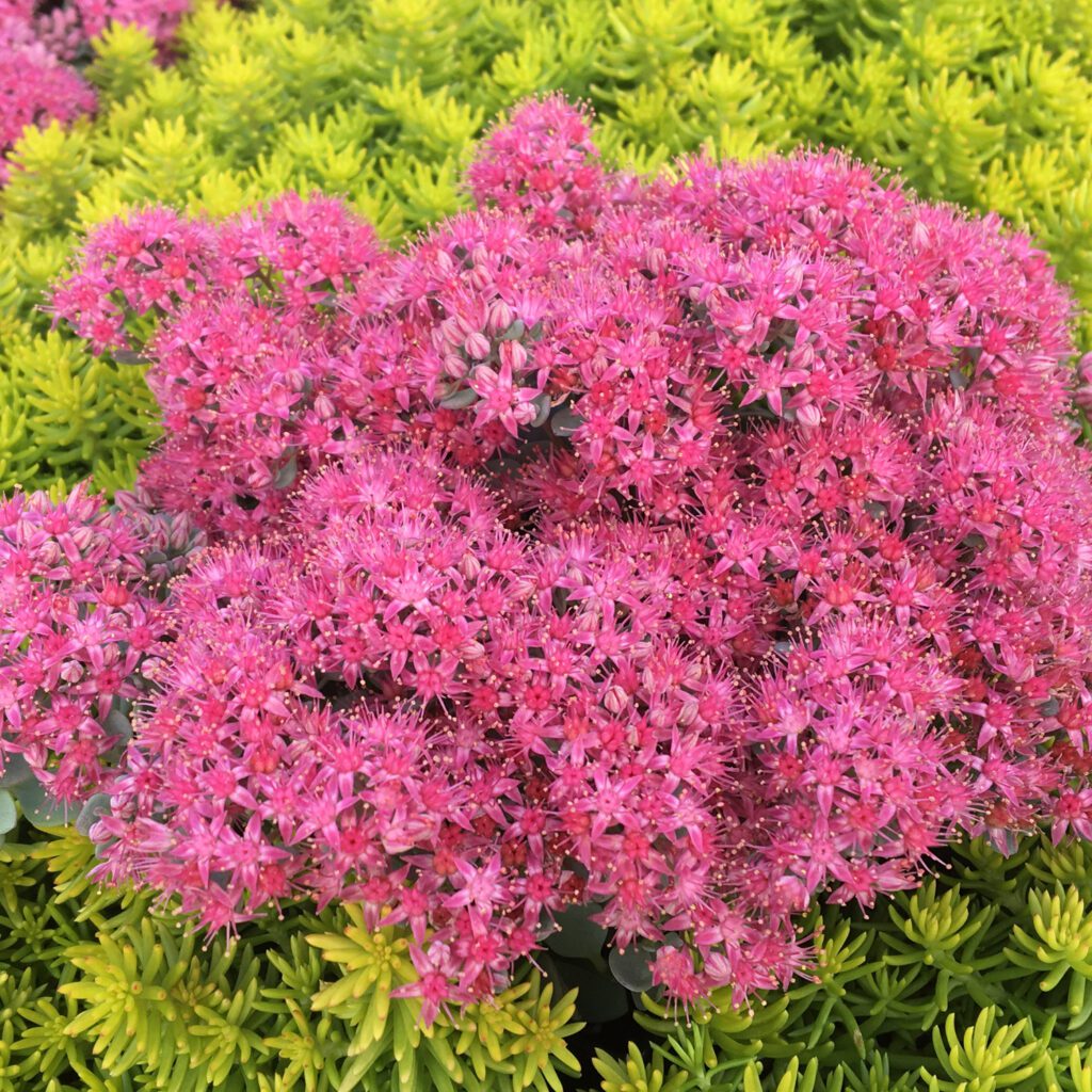 SUNSPARKLER® Cosmic Comet Sedum - Perennial