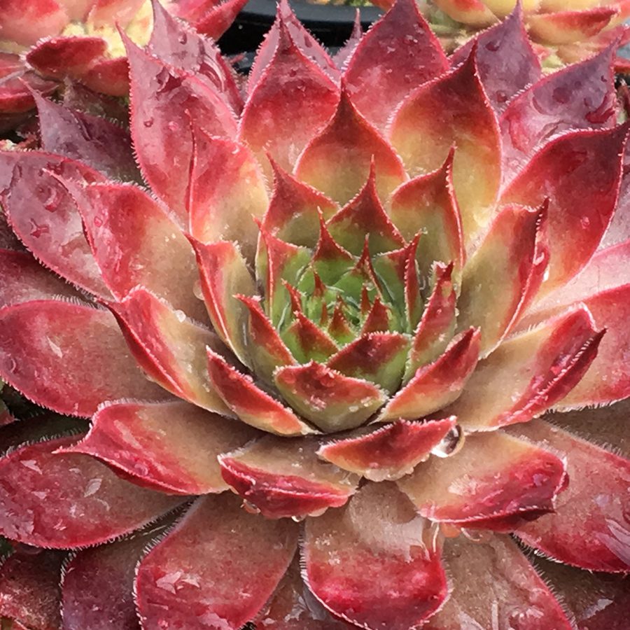 CHICK CHARMS® BUTTERSCOTCH BABY™ Sempervivum - Perennial