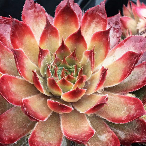 CHICK CHARMS® BUTTERSCOTCH BABY™ Sempervivum - Perennial