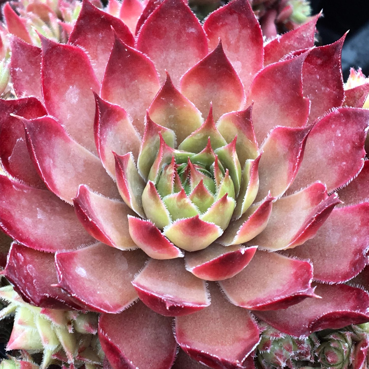 CHICK CHARMS® BUTTERSCOTCH BABY™ Sempervivum - Perennial