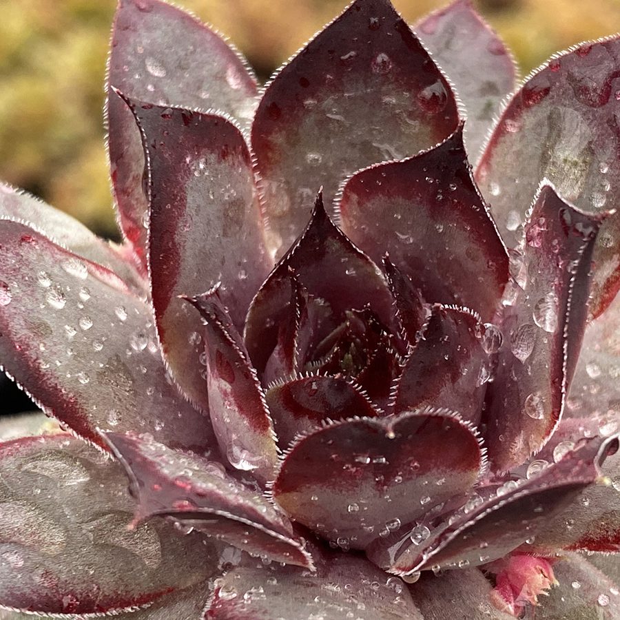 CHICK CHARMS® GRAPE GALAXY™ Sempervivum - Perennial