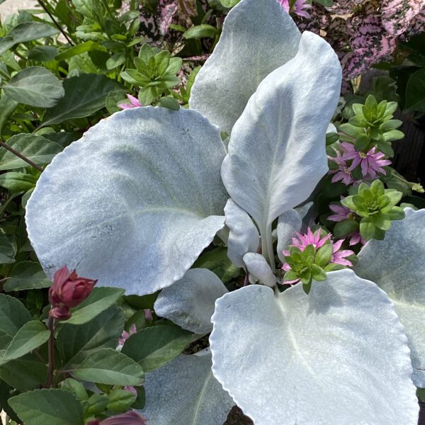 Senecio Angel Wings - Annual