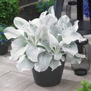 Senecio Angel Wings - Annual