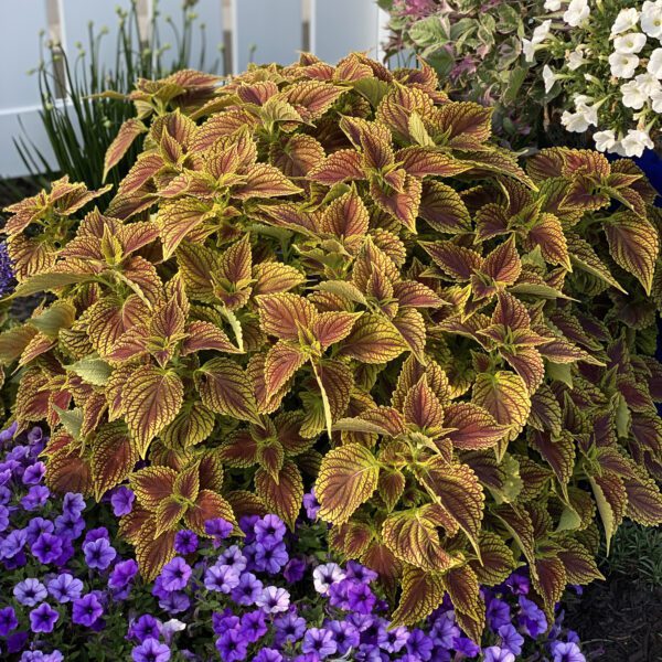 COLORBLAZE® GOLDEN DREAMS™ Solenostemon - Annual