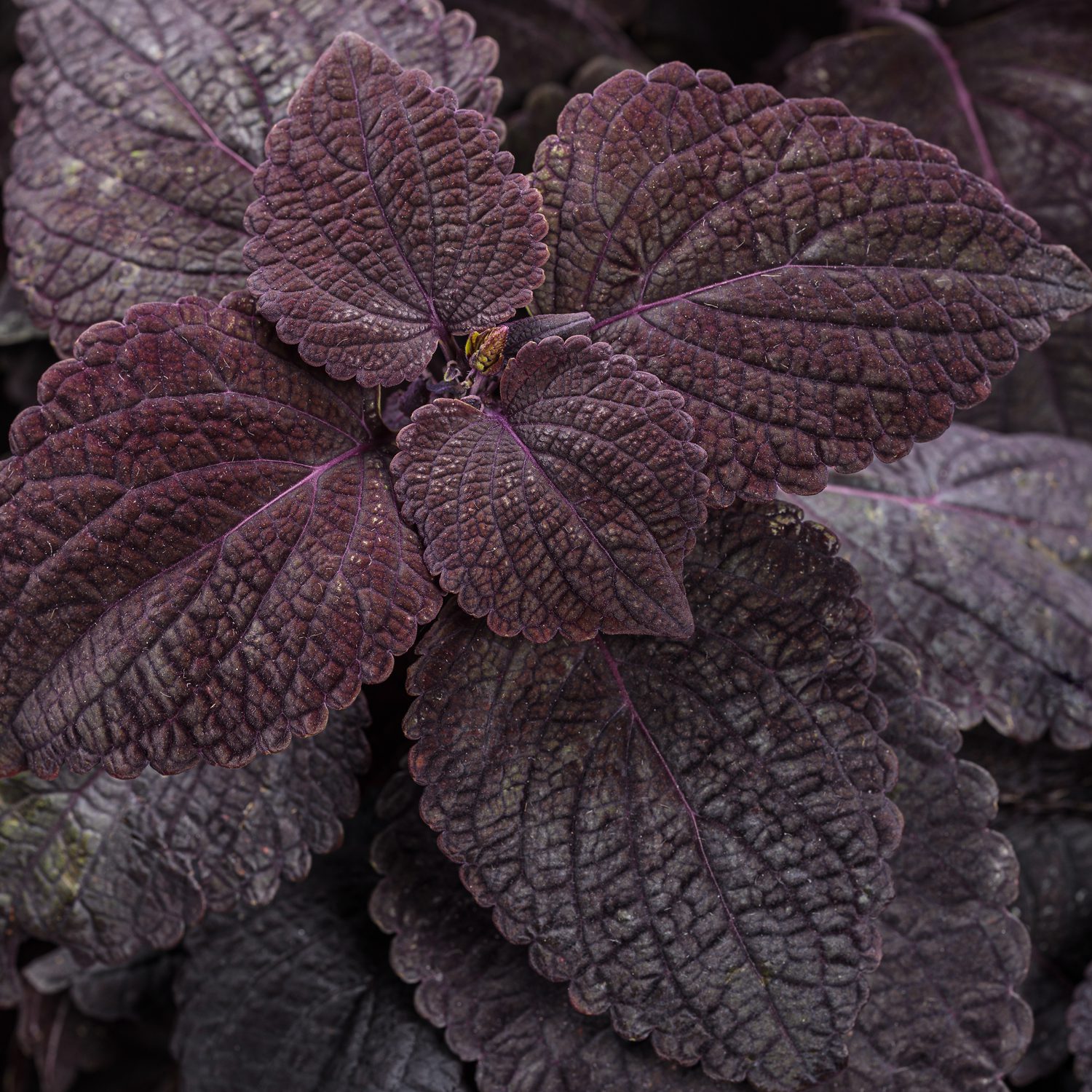 COLORBLAZE® Newly Noir™ Solenostemon - Annual